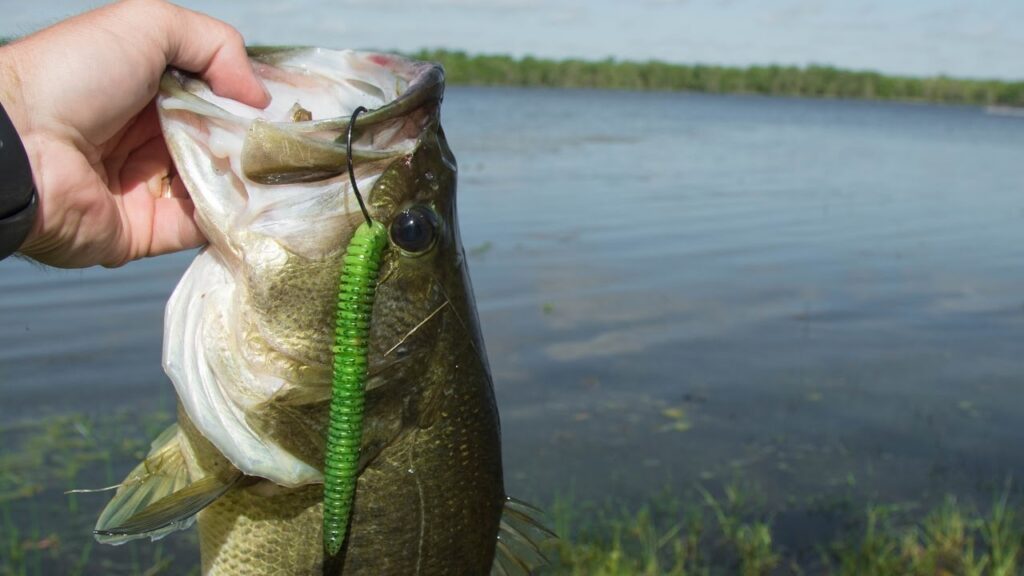 flagler fl, Bass Fishing Tips in flagler florida