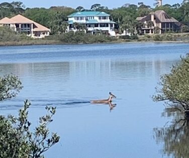flagler fl, deer swimming in silver lake park flagler beach