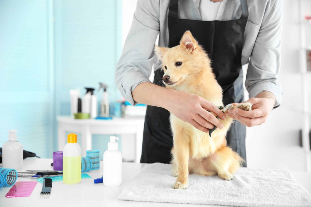 flagler fl, Pet Grooming Tips
